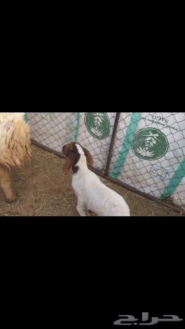 غنم مطافيل نعيم (image 2)