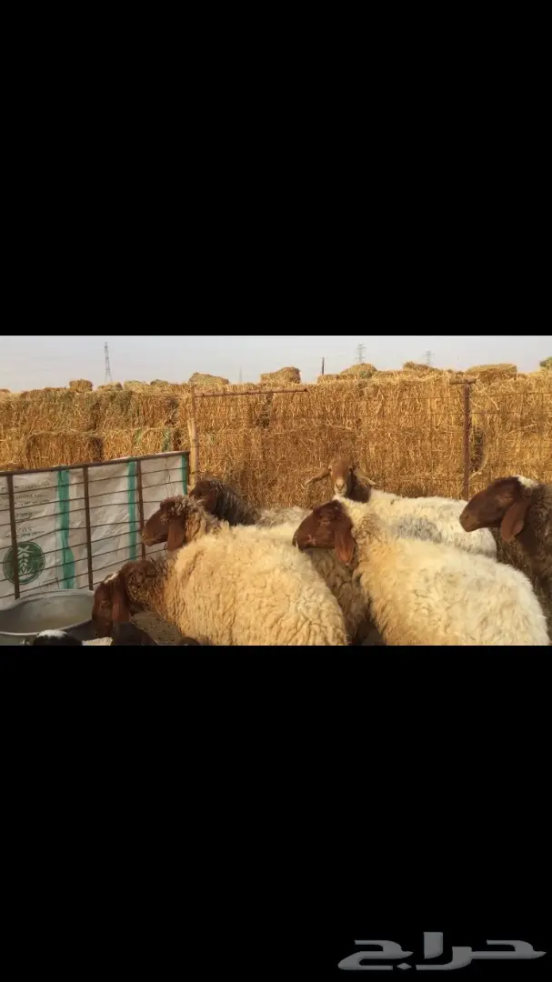 غنم مطافيل نعيم (image 3)