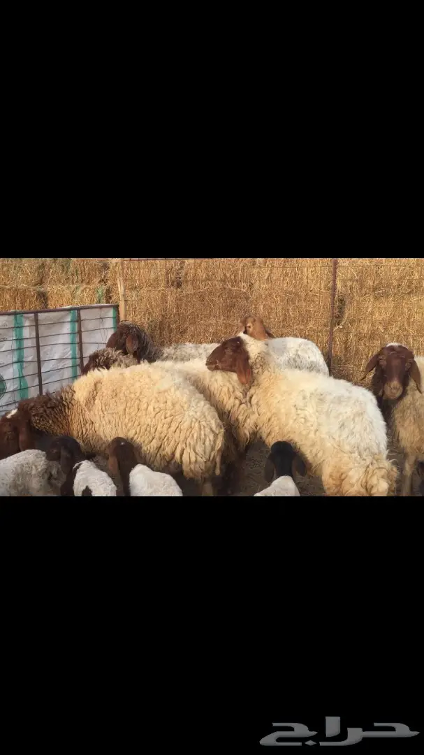 غنم مطافيل نعيم (image 4)