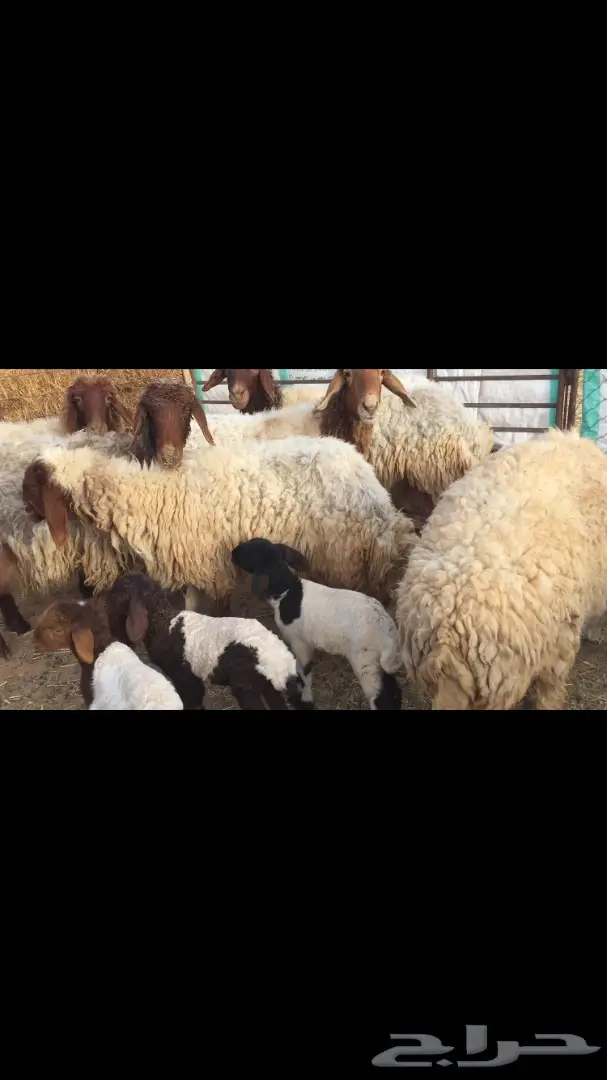 غنم مطافيل نعيم (image 5)