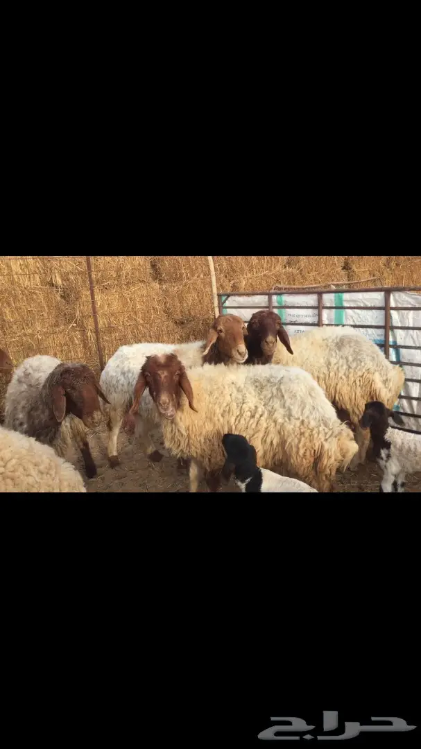 غنم مطافيل نعيم (image 6)