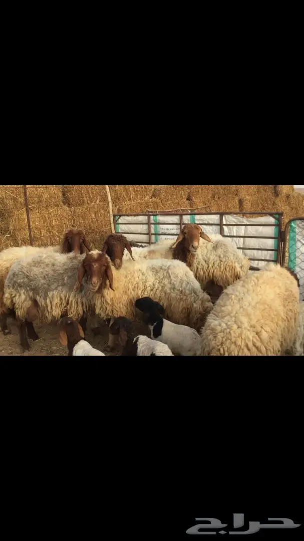 غنم مطافيل نعيم (image 7)
