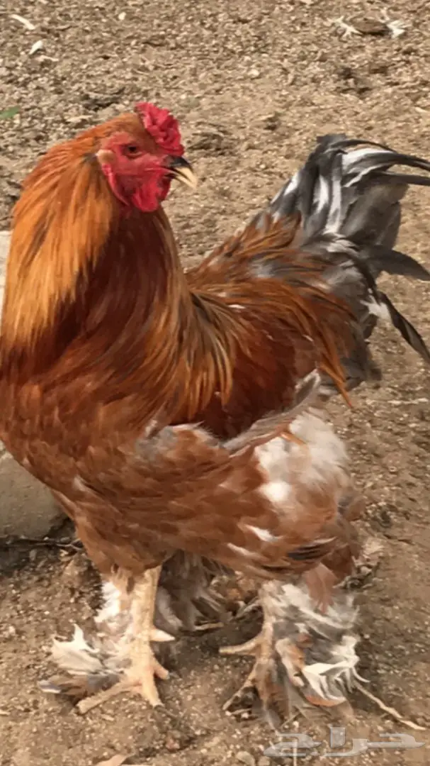 ديوك براهام - فرصة لا تُفوّت! (image 1)