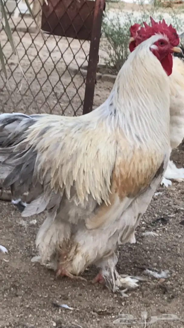 ديوك براهام - فرصة لا تُفوّت! (image 2)