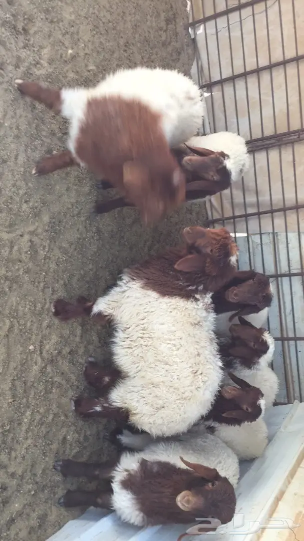 غنم نعيم للبيع مقاني 