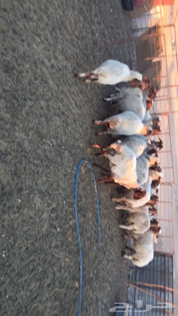 غنم نعيم للبيع مقاني  (image 1)