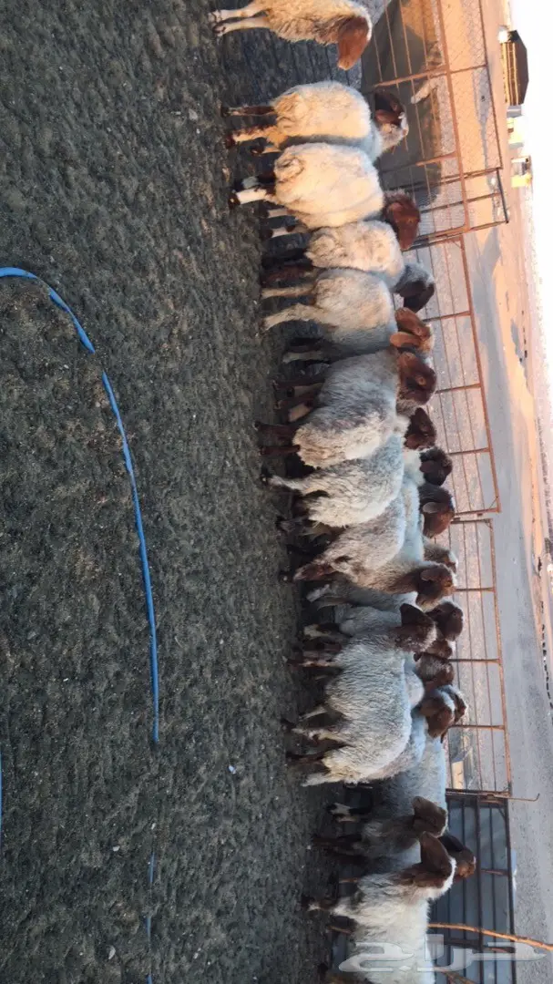 غنم نعيم للبيع مقاني  (image 3)