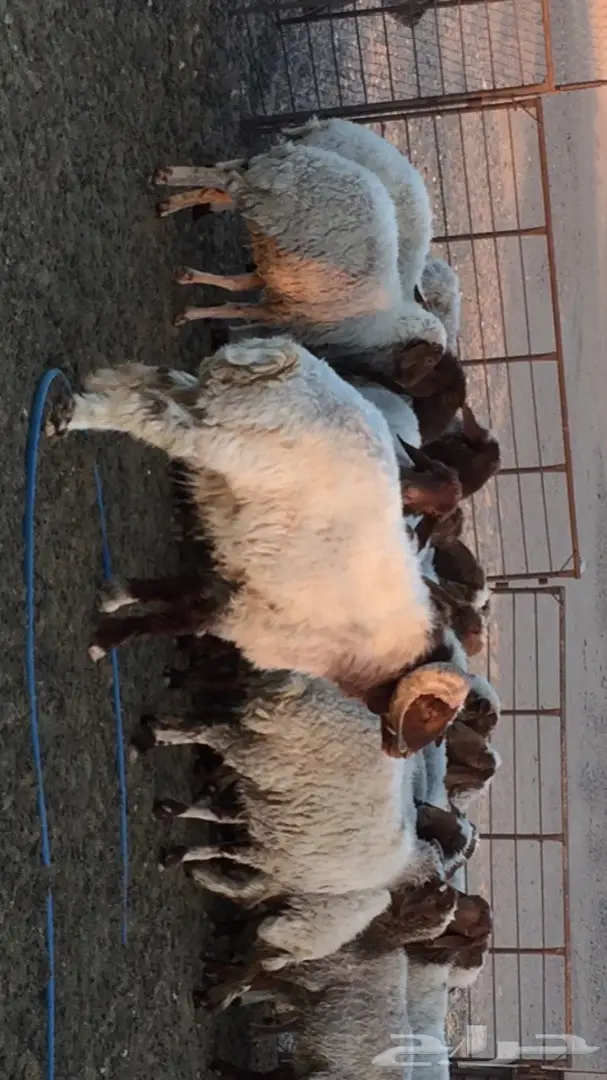 غنم نعيم للبيع مقاني  (image 4)