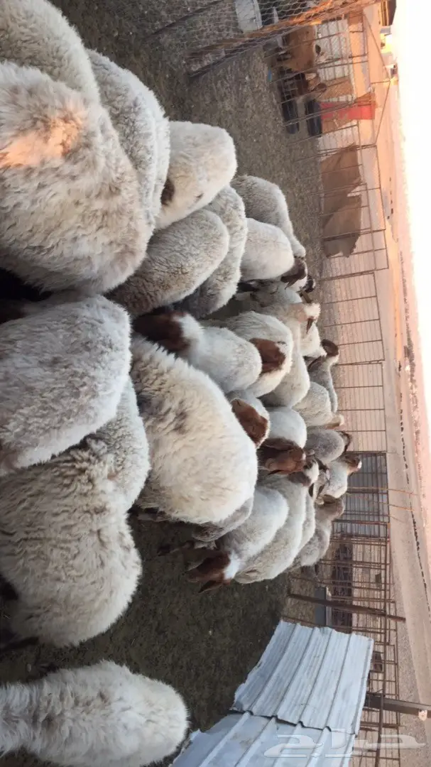 غنم نعيم للبيع مقاني  (image 5)