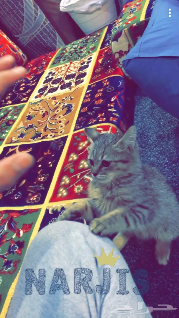 للتبني قطه صغيره 