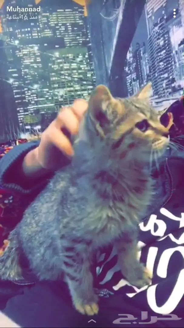 للتبني قطه صغيره  (image 1)