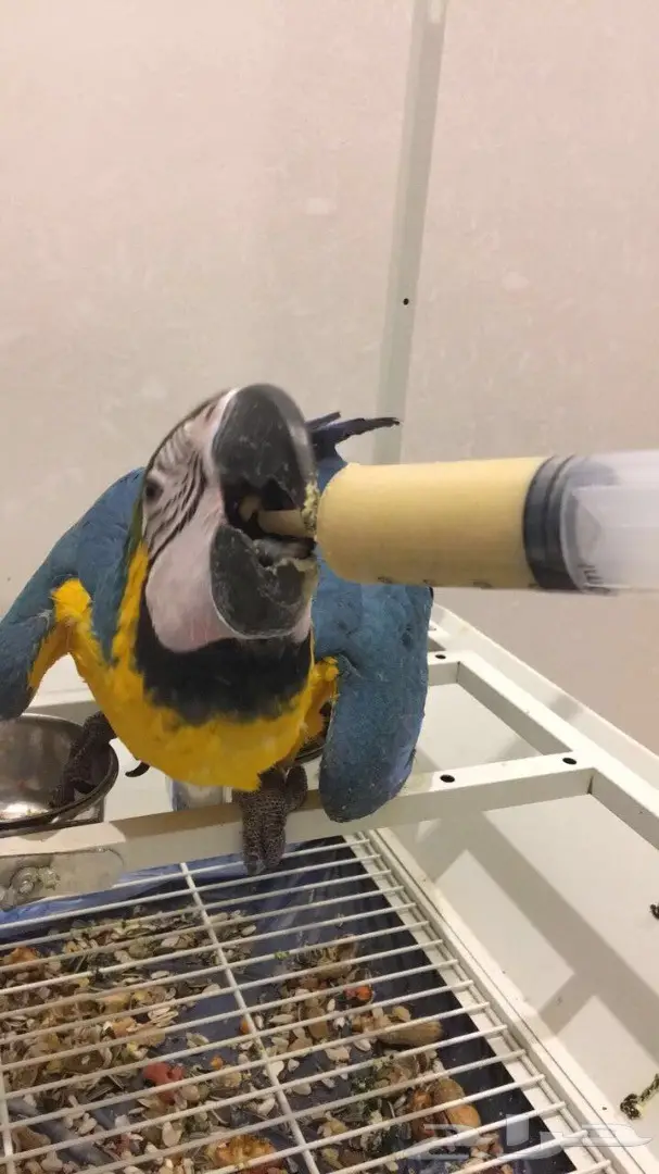 للبيع مكاو blue and gold  (image 3)