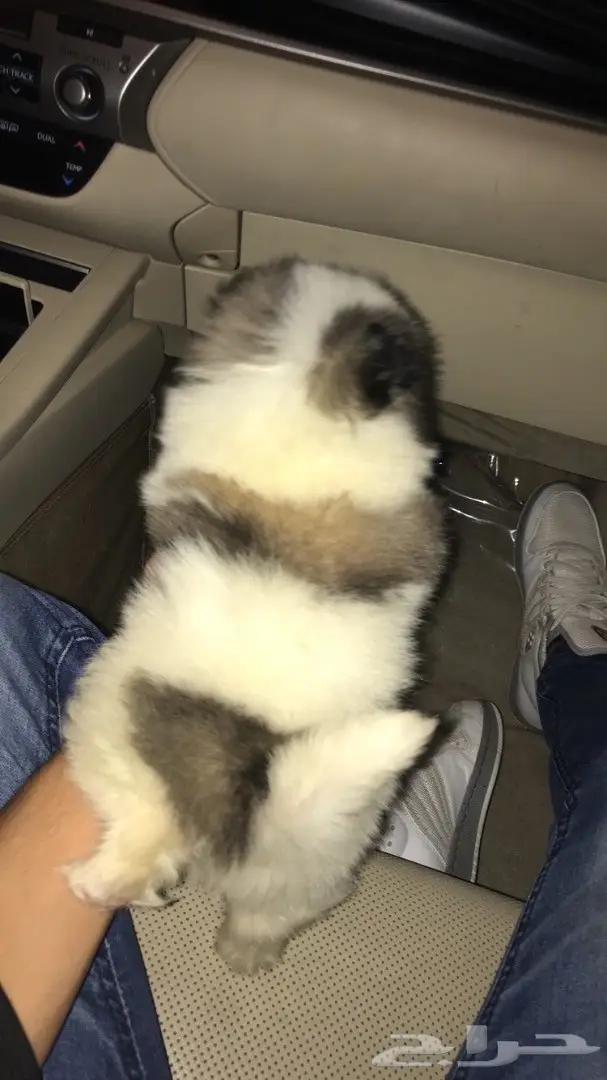 كلب بومرينيان (image 1)