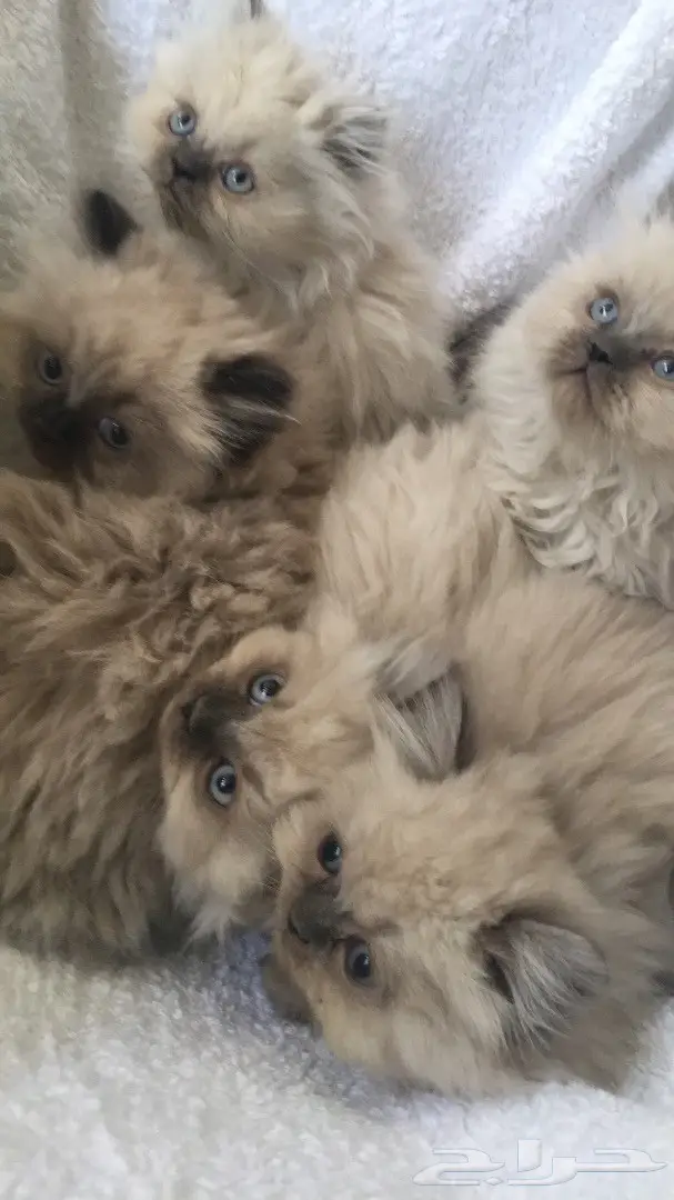 كيتن همالايا للبيع ب 800 ريال للواحد