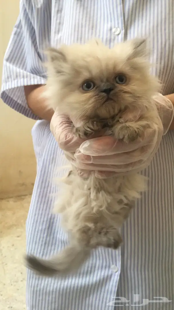 كيتن همالايا للبيع ب 800 ريال للواحد (image 3)