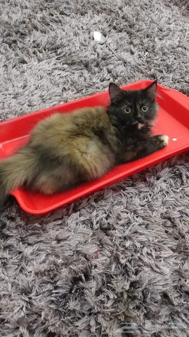 قطوه مزيونه 