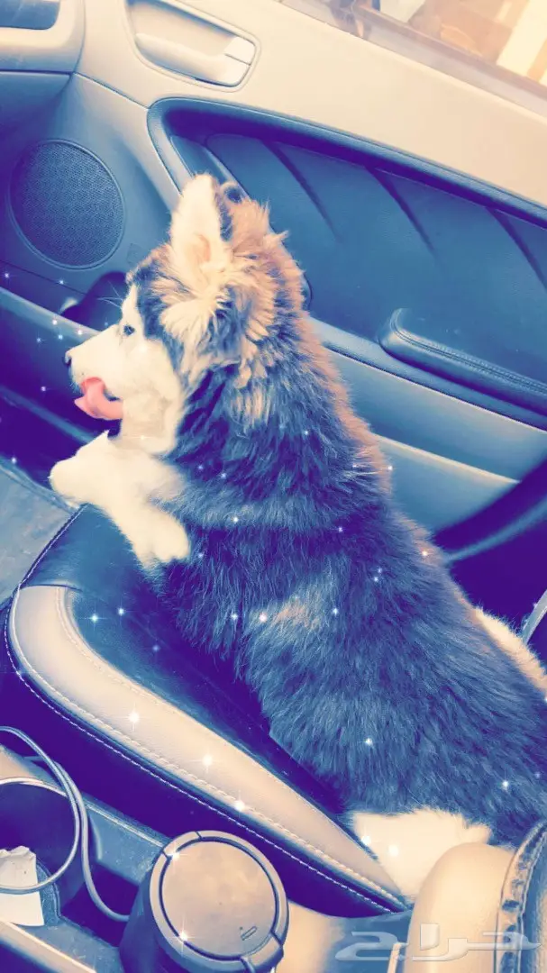 للبيع مالموت العمر 5 شهور انثى لون هير مستوى