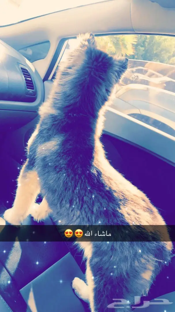 للبيع مالموت العمر 5 شهور انثى لون هير مستوى (image 1)