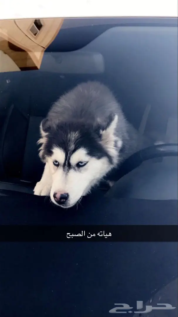 للبيع مالموت العمر 5 شهور انثى لون هير مستوى (image 9)