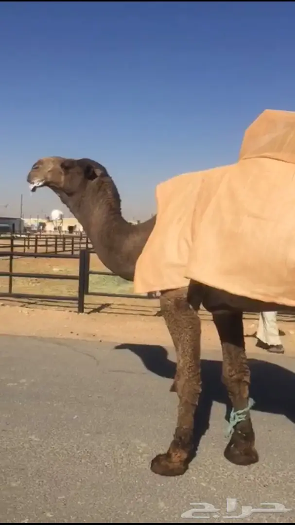 بعير كفو للبيع او البدل المناسب