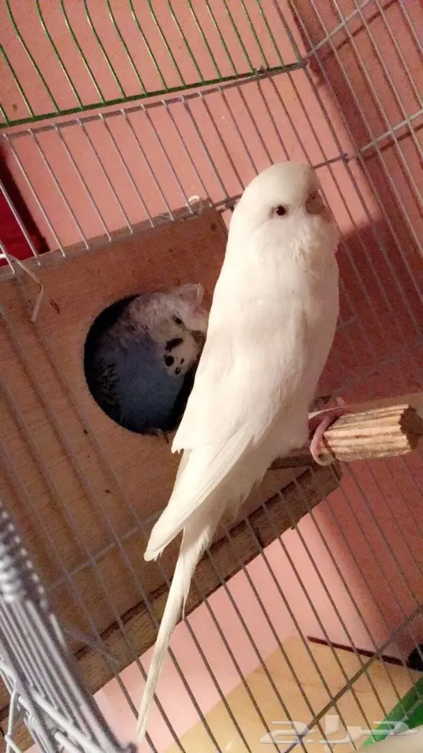  بادجي الذكر كرست و الانثى انجليزي البينو