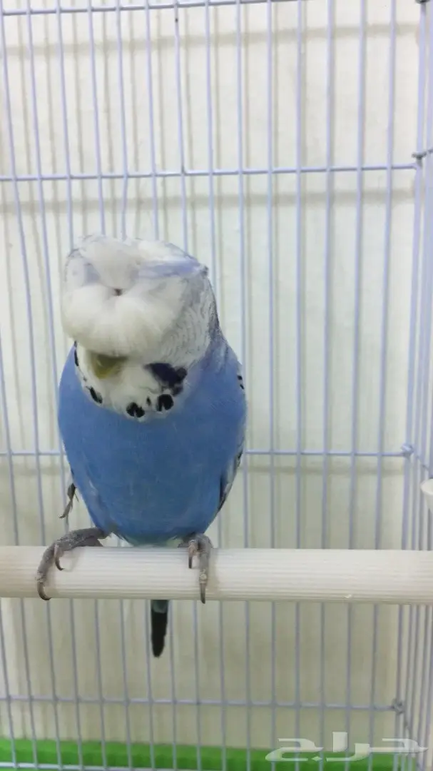  بادجي الذكر كرست و الانثى انجليزي البينو (image 2)