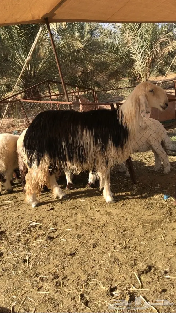 نجديه ذبيحه جزله (Image 1)