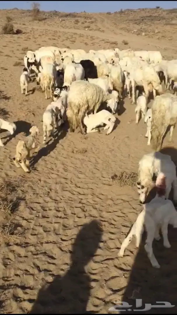 غنم حريات متابيع 