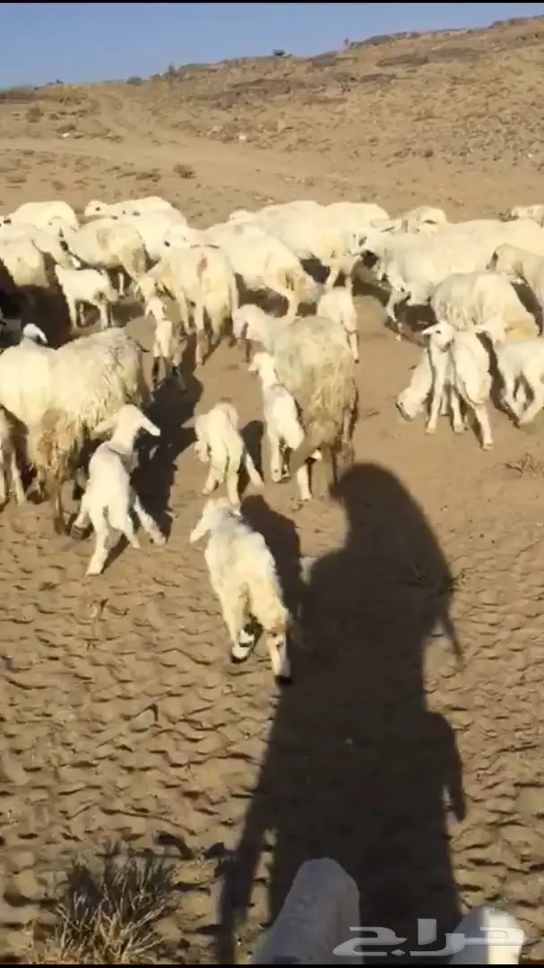 غنم حريات متابيع  (image 1)