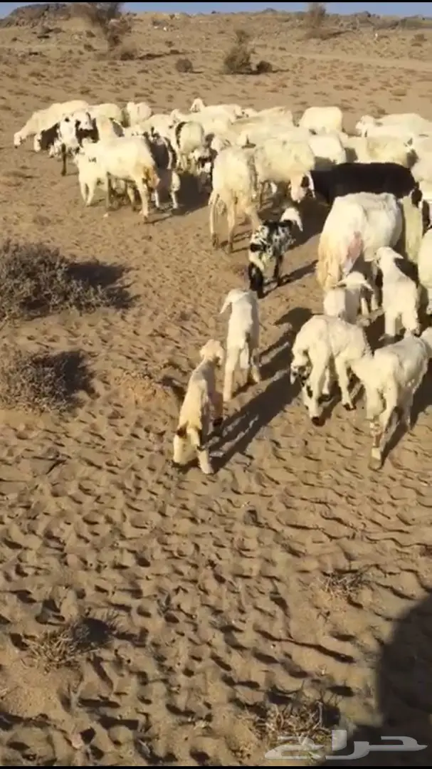 غنم حريات متابيع  (image 2)
