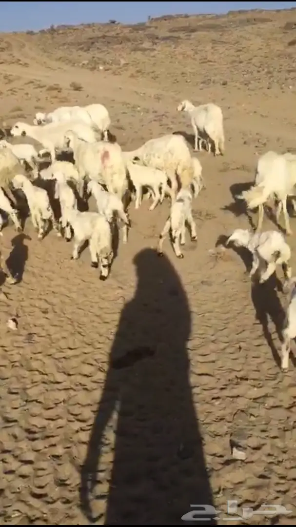 غنم حريات متابيع  (image 3)