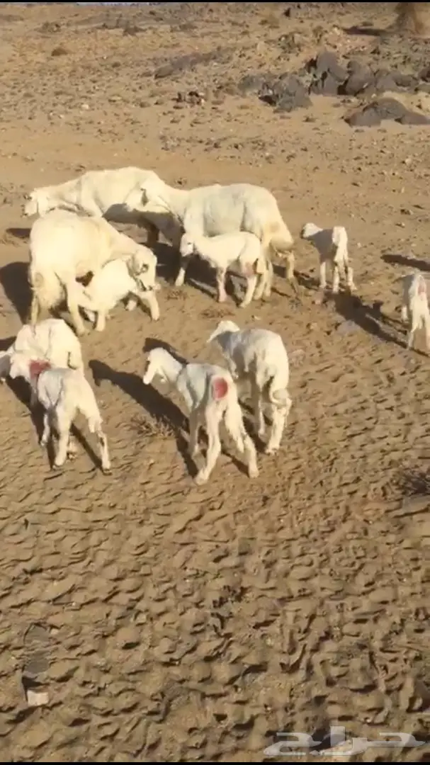 غنم حريات متابيع  (image 4)
