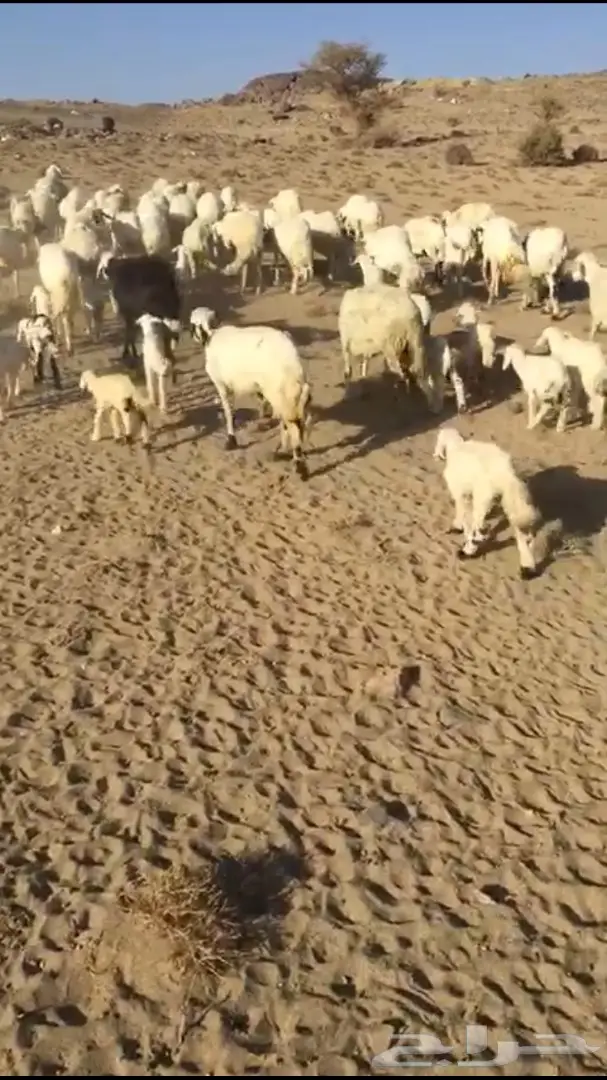 غنم حريات متابيع  (image 5)