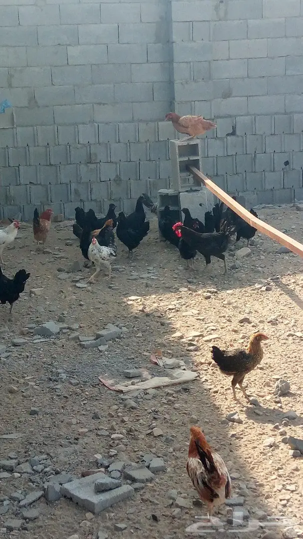 دجاج بلدي اسود