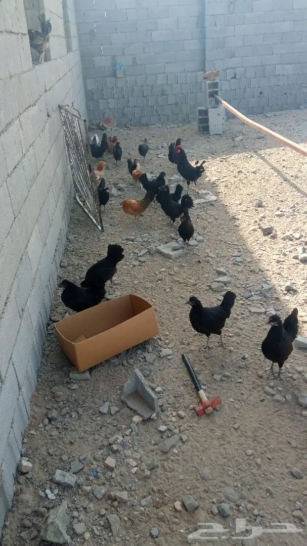 دجاج بلدي اسود (image 1)