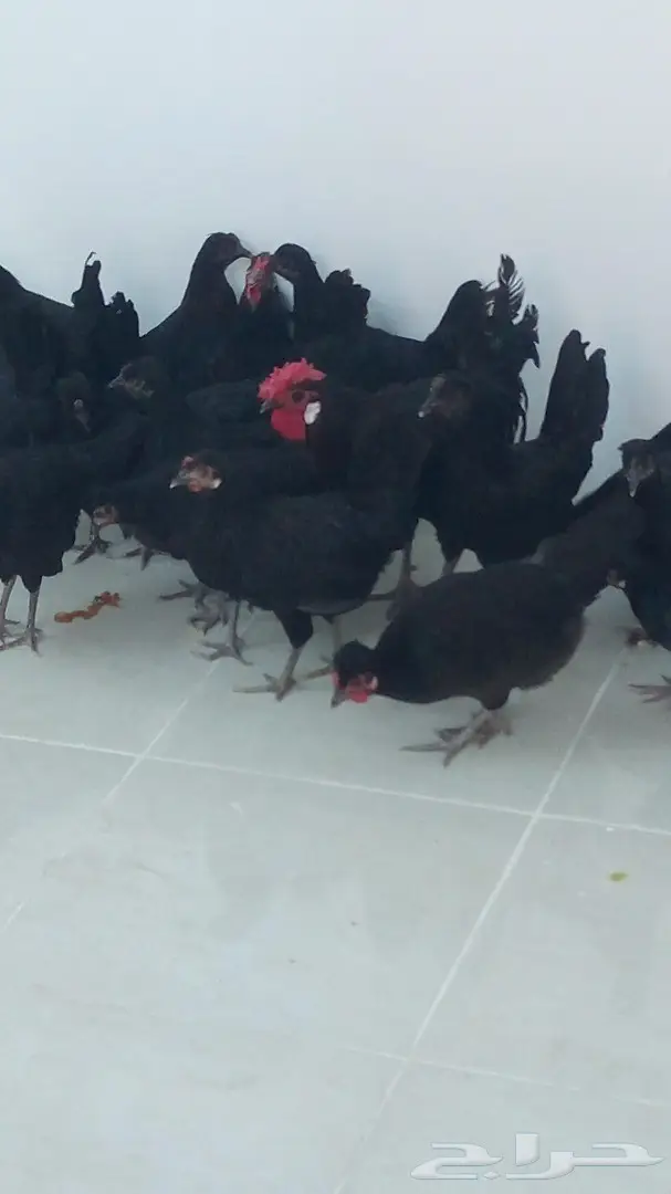 دجاج بلدي اسود (image 4)