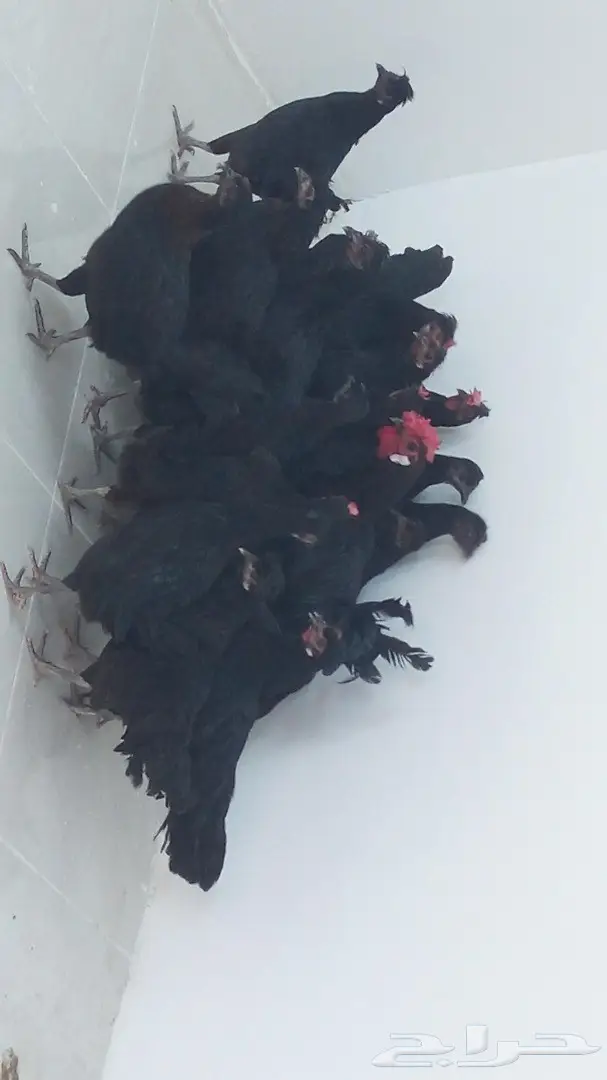 دجاج بلدي اسود (image 5)
