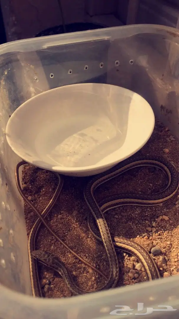 ثعبان ابو سيور للبيع  (image 1)