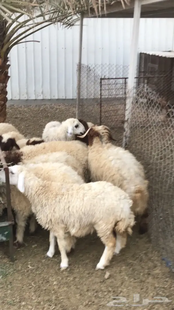 للبيع هرافا نعيم 