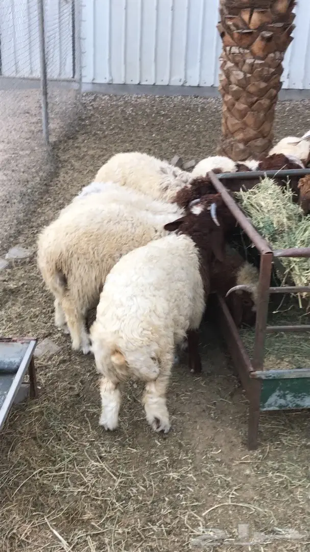 للبيع هرافا نعيم  (image 1)