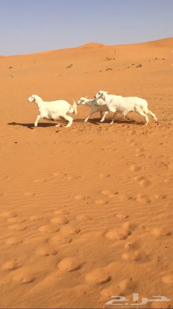 اشيقر حري للبيع - فرصة استثمارية!