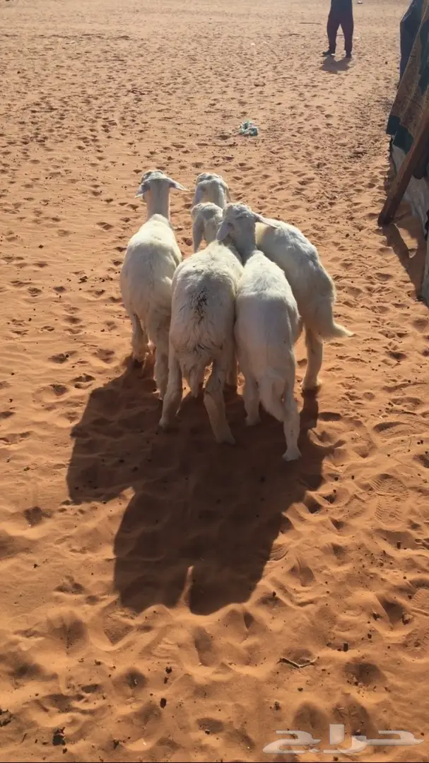 اشيقر حري للبيع - فرصة استثمارية! (image 3)