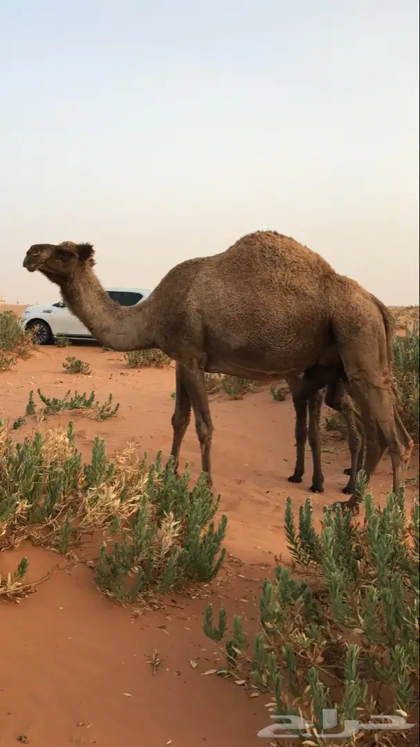 للبيع خلفه شعلا تحتها قعود