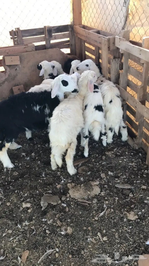 طليان ورخال حرية ونجدية ذبايح  (image 3)