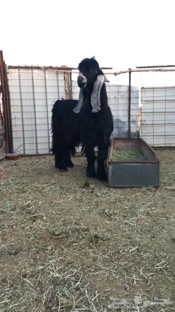 فحل عارضي صنف لاهل العوارض