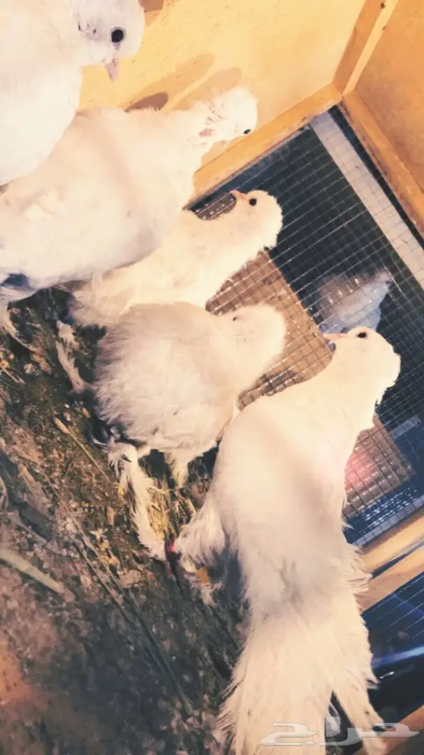 حمام صنعاوي سلك 