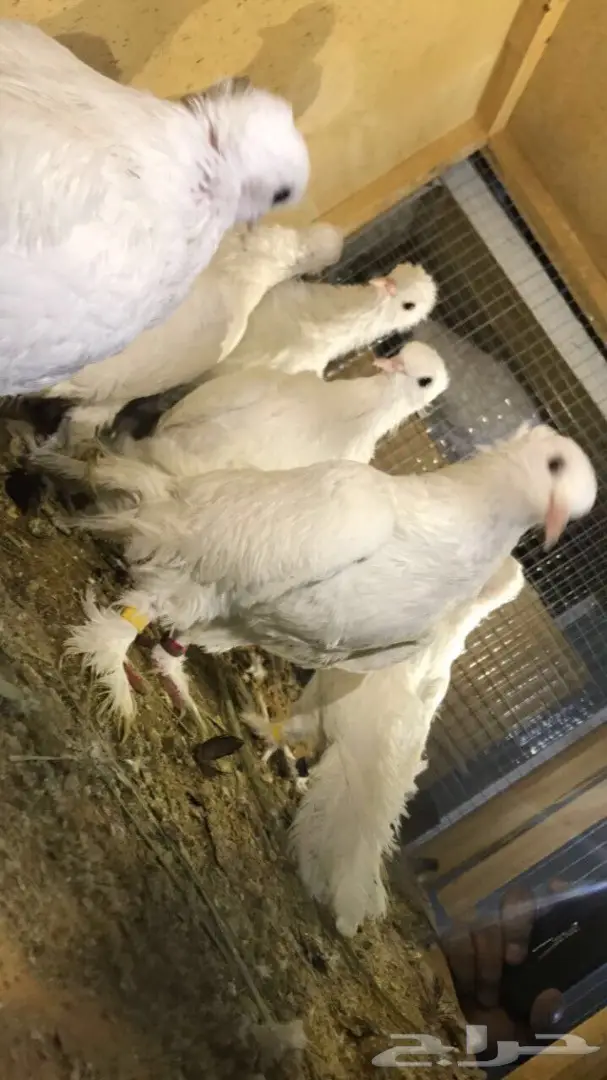 حمام صنعاوي سلك  (image 2)