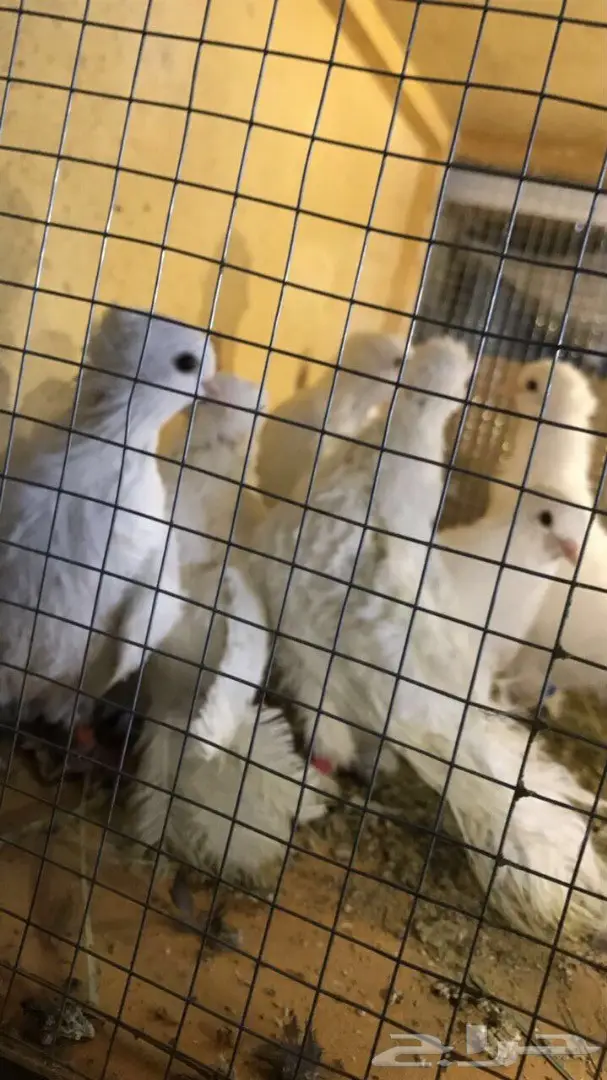 حمام صنعاوي سلك  (image 3)