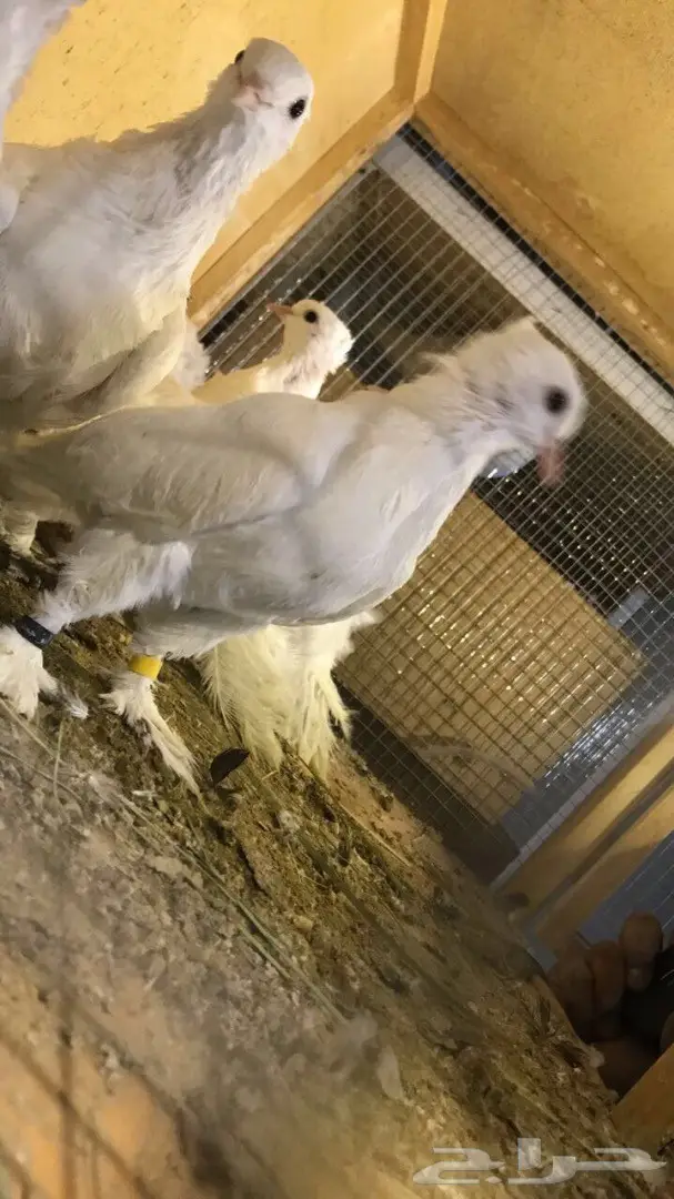 حمام صنعاوي سلك  (image 4)