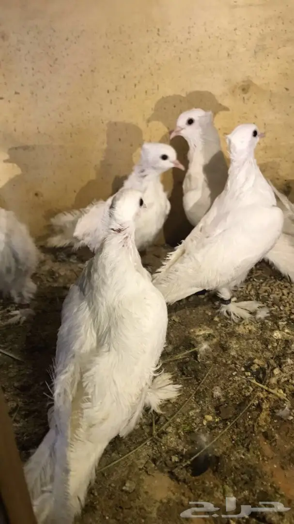 حمام صنعاوي سلك  (image 5)